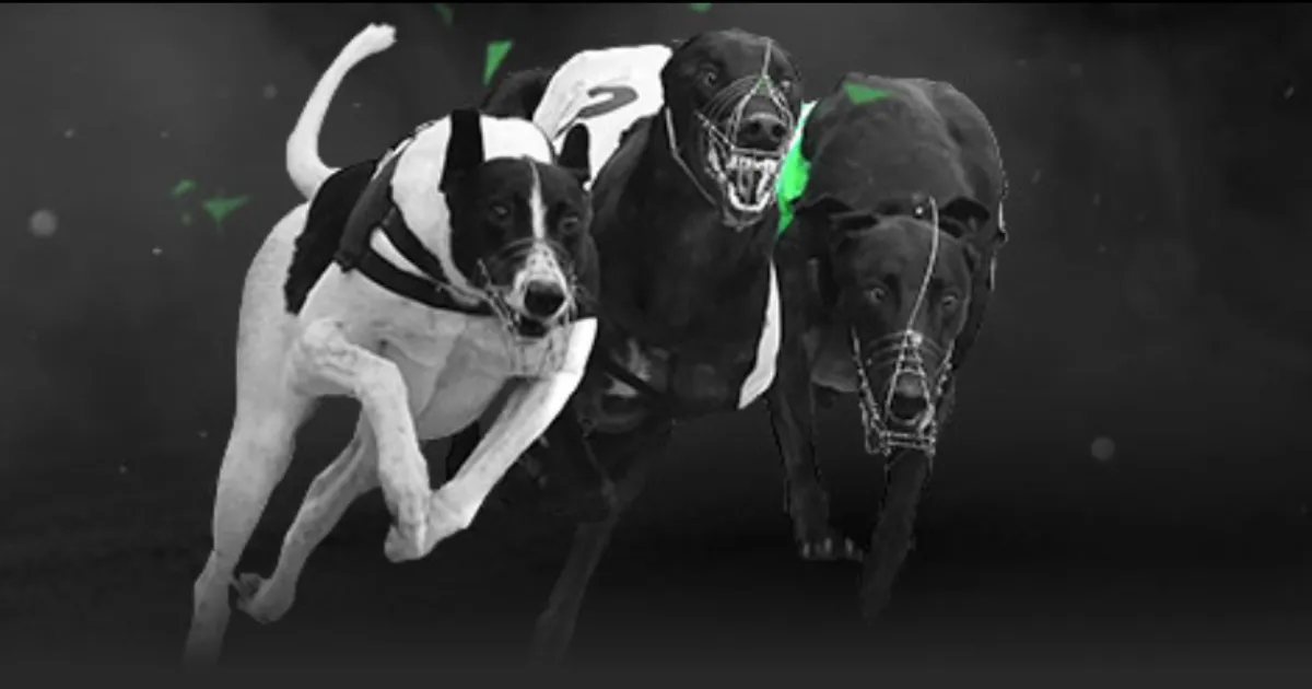 基斯网球征,程连胜不断,战全胜晋级,中彩网,彩票平台,在线购彩,彩票投注,彩票服务