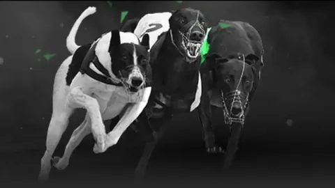 基斯网球征程连胜不断，14战全胜晋级女单16强